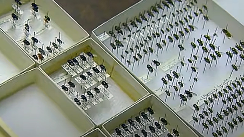 Hundreds of fly specimens in laboratory