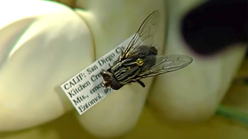 Sample of a blowfly specimen