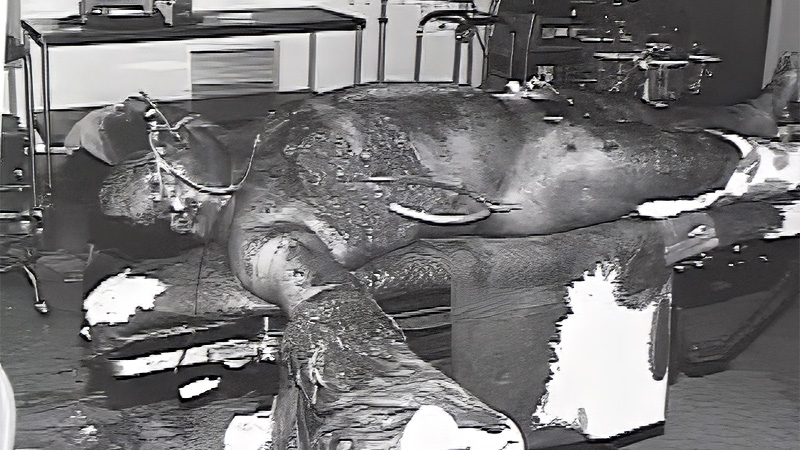 Robert Robinson triage scene photo