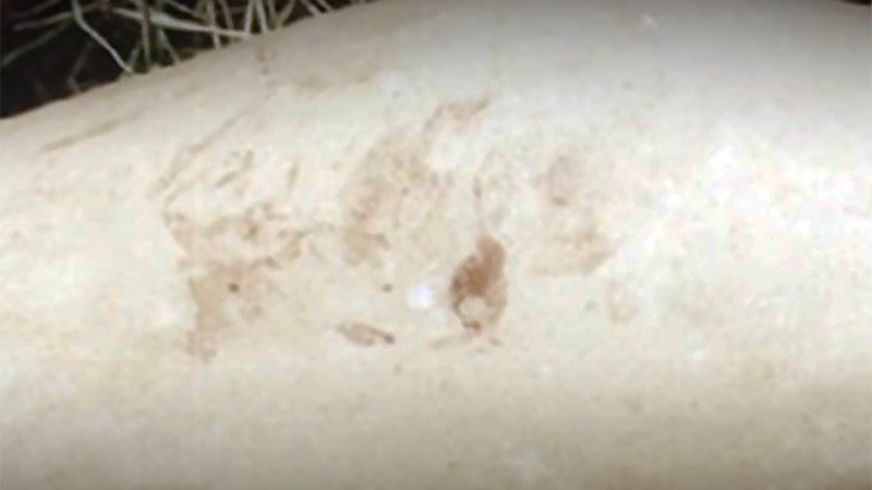 Fingerprint on Cammy Keleman's thigh