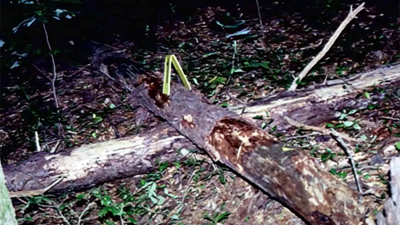 Tamika Huston's burial site