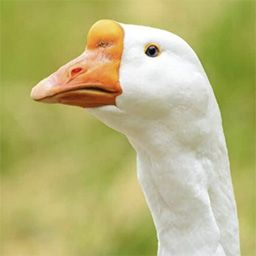 Author B. Randa profile image